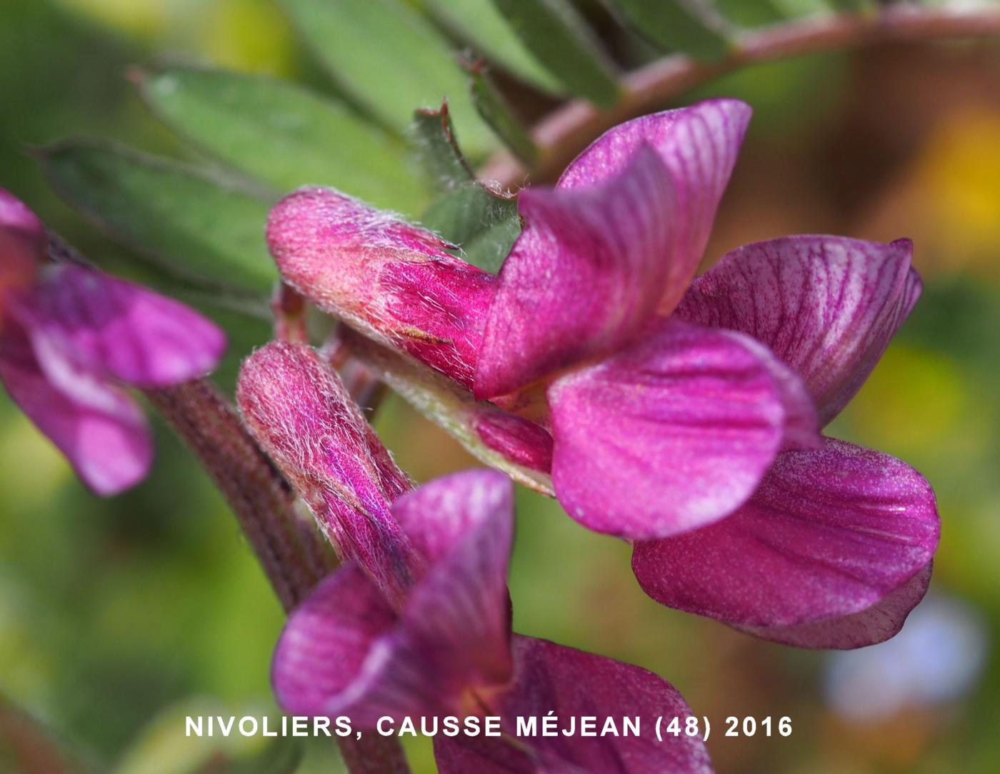 Vetch, (Hungarian) flower